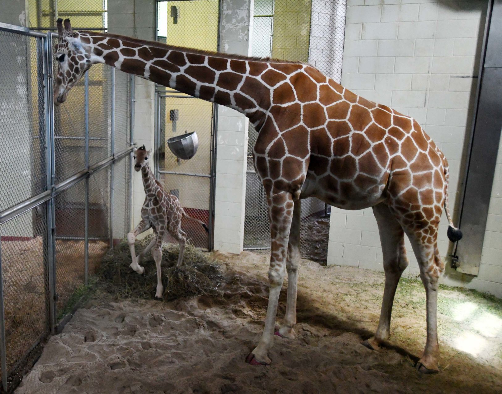 070819-news-giraffe 30.JPG